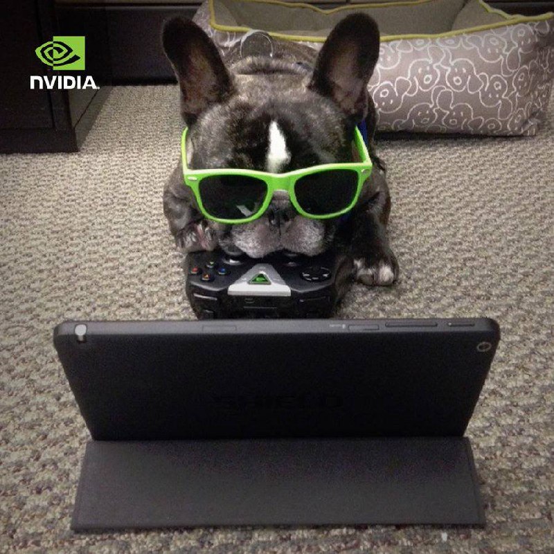 NVIDIA DOG gaming