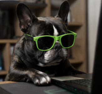 NVIDIA DOG at a laptop