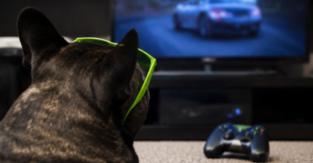 NVIDIA DOG watching a racing game