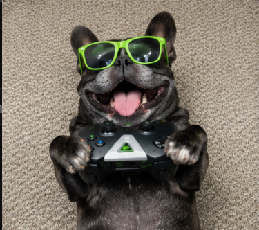 NVIDIA DOG ready to play